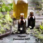 Bulk Thyme Essential Oil – Premium Quality